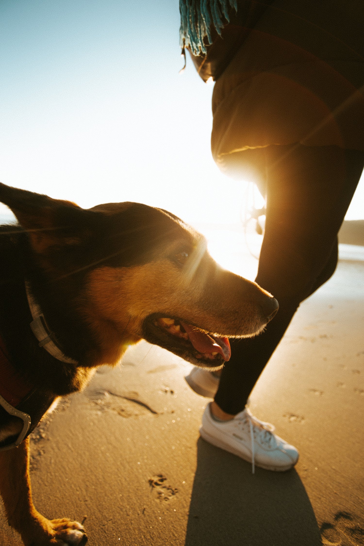 dog and a human walking on the beach